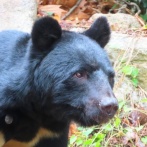 山形で捕獲・放獣されたクマ、秋田の人里に現れ駆除　関係者「残念だ」