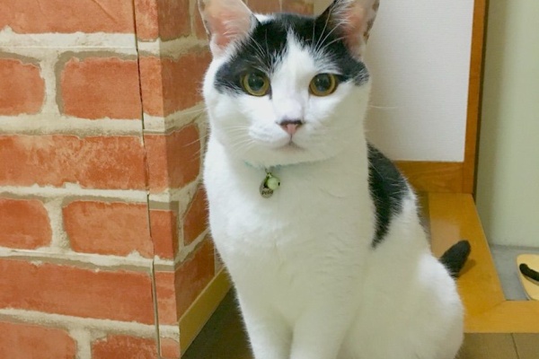 ネコとインコとサカナとネズミとヘビとトカゲと - ネコ