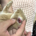 新規保護うさぎの紹介　まなくん