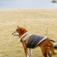 ワンポールテント