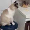 【猫】 カウンターの上にオヤツを置いてみた。床にいる犬は届かない → やさしい猫はさりげなくこうします…