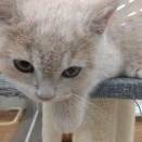 デビューしました！ブリティッシュ・ショートヘアー