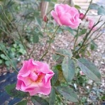 花のある暮らし