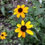 花のある暮らし