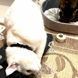 理想の「猫に木天蓼」が怖かった話