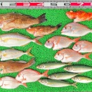 2026年9月16日　釣果