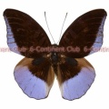 ゴッダルティヒメイナズマ♂ (ボルネオ) Cynitia godartii vacillaria
