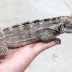 爬虫類倶楽部ファームブログ