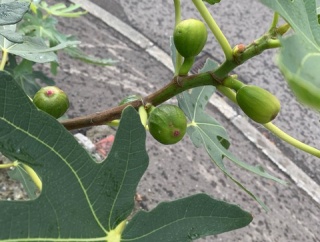 北国では珍しい「無花果」