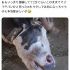 【画像】酪農家「熟睡してる牛かわいいね。これから肉になるのに」→炎上ｗｗｗｗｗｗ