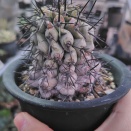 久々のコピアポア