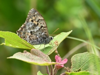 サトキマダラヒカゲ（里黄斑日陰） by Z50Ⅱ