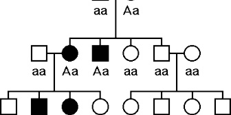 病気の遺伝が気になって、結婚や出産を考えてないコトメ。それに姑が異議を唱えてるんだ