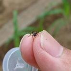 平凡な大学生の飼育記録