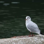 きままな毎日pecopeco流 season2