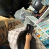 【ポチクロ猫日記】ニャンプロという概念【トライアル２３日目】