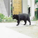 おもしろ猫