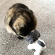 【猫写真】新しいぬいぐるみのおともだち