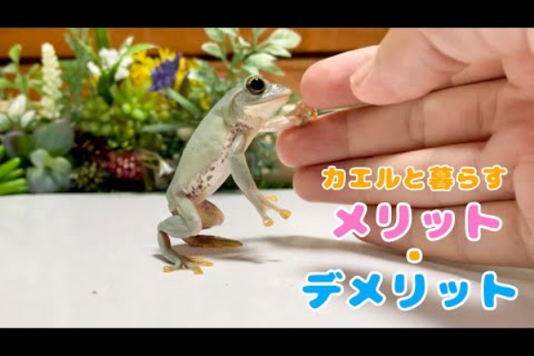 Youtubeどうぶつ動画まとめch カエル