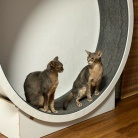 グレー兄弟の距離感