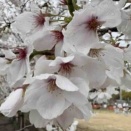 ほんとに🤭今シーズンはレースがいっぱい🤍🍃