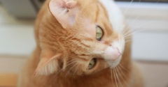 まだ使いたい猫。
