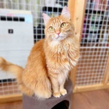 『スリスリ甘えん坊猫の「トレーシーちゃん」』の画像