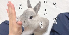 うさぎのルリ(10/30追記)