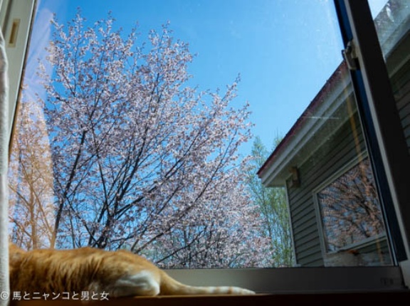 見納めか？