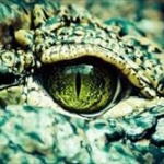 原始爬虫類の腹に胎児がいる化石を中国で発見ｗｗｗｗ