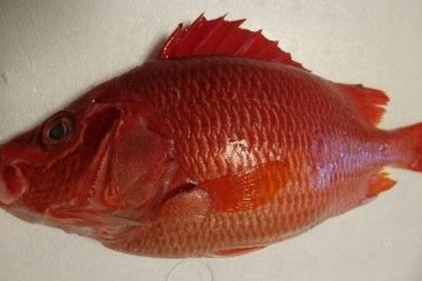 浜崎の奥さん喰っちゃった 魚喰い