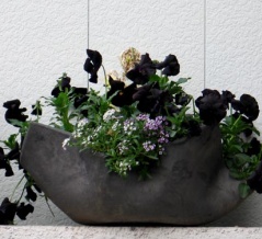 （１２７）ブラック・ビオラ