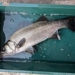 千倉港の海況日記　釣具屋あどう