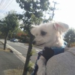 大きいマルチーズ☆ニノさん。