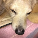 コロくん寝たきりに