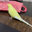 同時放鳥調整