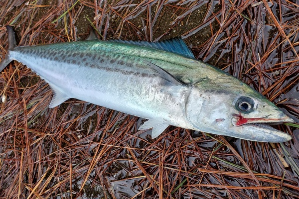 自分なりに釣ってみる 青物 自分なりに釣ってみる 青物