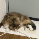 猫のやる気をかき立てたもの