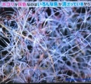 【悲報】掃除機で吸った埃、必ず灰色