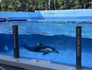 普段は入れないイルカの飼育施設へ潜入！事前申込制！『マリンピア日本海』で『イルカバックヤードミニガイド』開催！10月10日、24日、11月7日、21日。