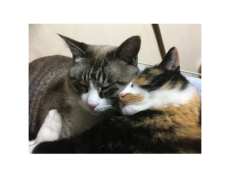 画像 猫でもわかる みたいな本あるけど本当にわかるの もっふるちゃんねる