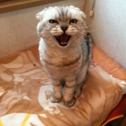 猫は自分の姿を理解している？していない？