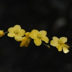 俳句の集い！望生の俳句