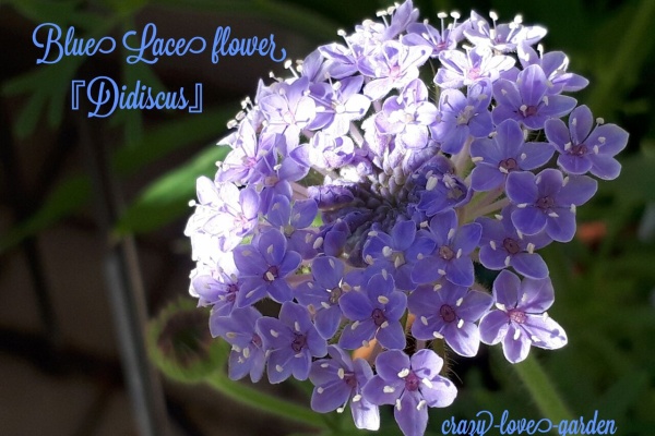 マニアックmomの庭 育て方