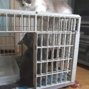 モモを迎えた前日の猫たちの様子