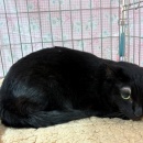 譲渡会と週末ご飯