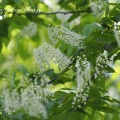 溜池の花
