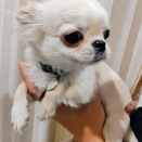 トリミングブログ✂️