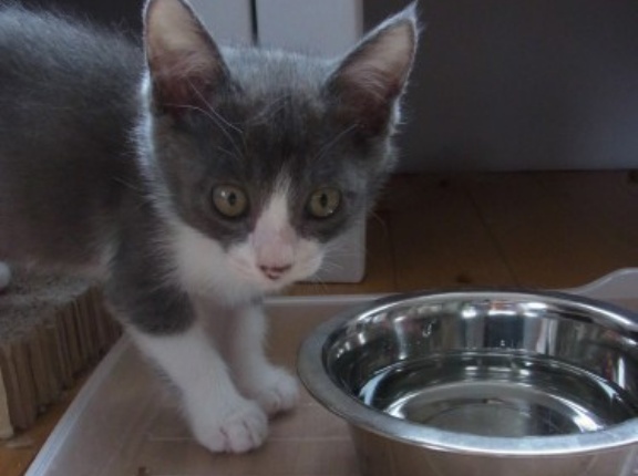 13年前に生まれた8匹の子猫たちの誕生日です～♪