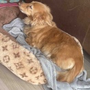 オーナーの再診